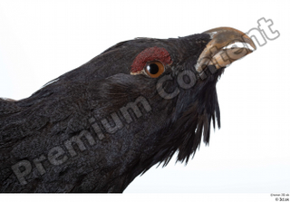 Western capercaillie head 0003.jpg